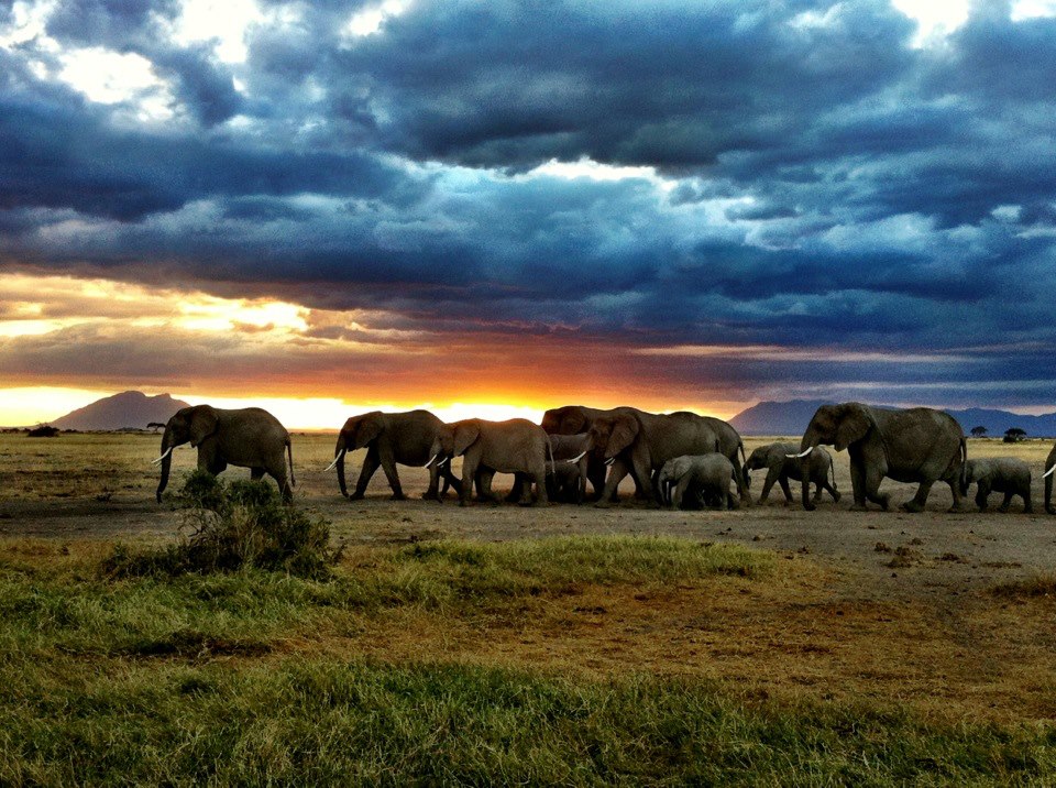 Elephants on the plains of Kenya. Picture: Angela Saurine