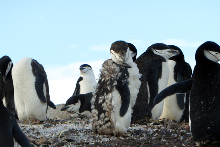 A-penguin-chick-in-Antarctica