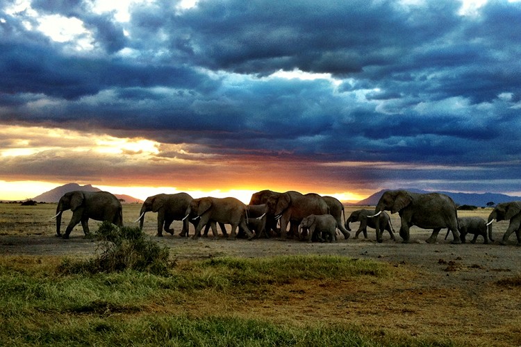 Amboseli National Park Kenya elephant photo resized
